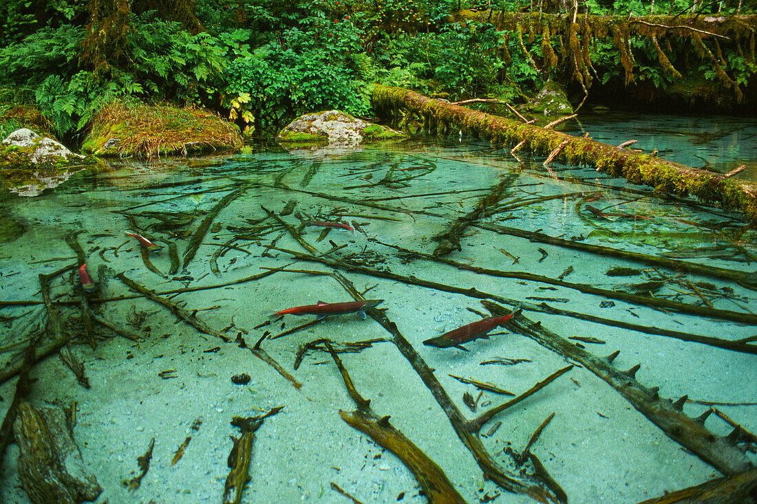 Salmon spawning hole in forest near Haines, Alaska, Tongass National Forest