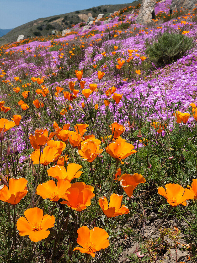 California Poppies, Big Sur, California, USA