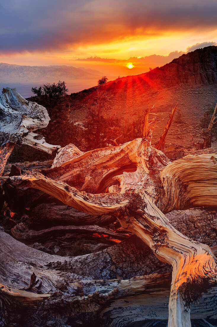 Bristlecone pine at sunset, White Mountains, Inyo National Forest, California