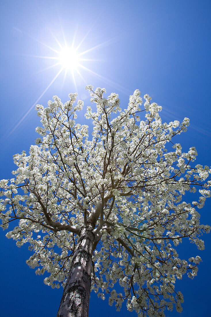 USA, California, Bishop. Flowering pear tree