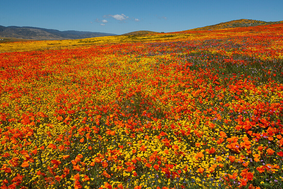 Hügel mit Goldfeldern und kalifornischen Mohnblumen in der Nähe von Lancaster und Antelope Valley California Poppy Reserve
