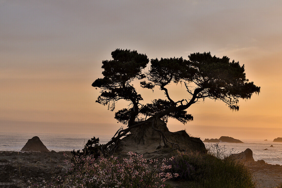 Zypresse bei Sonnenuntergang entlang der Küste von Nordkalifornien, Crescent City, Kalifornien