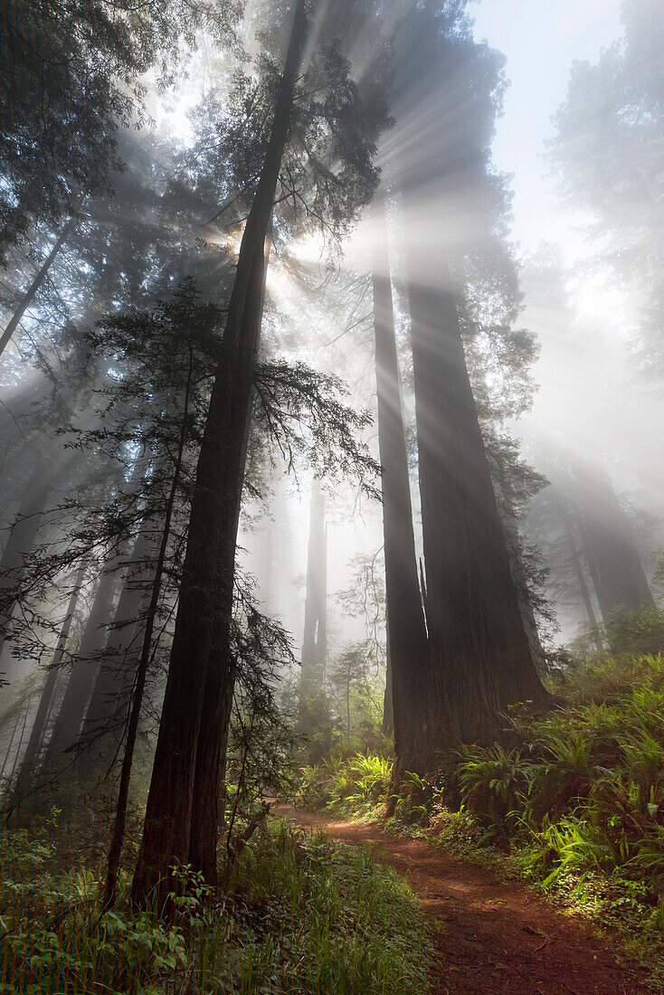 USA, California. Sunlight streaming through the early morning mist in the redwood forest, Redwood National Park