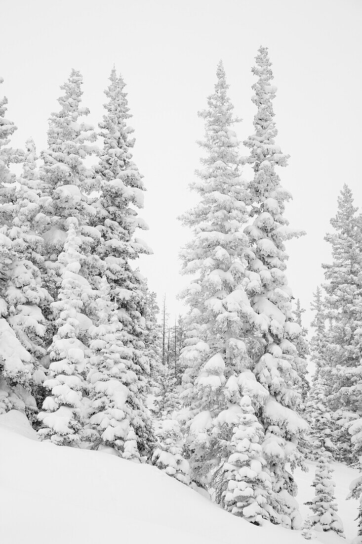 USA, Colorado, San Isabel National Forest. Starker Schneefall kleidet Waldbäume