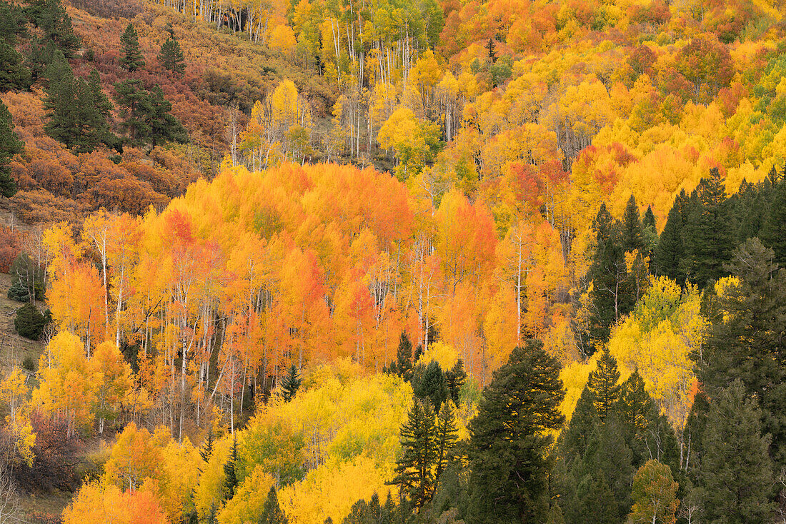 USA, Colorado, Uncompahgre National Forest. Gebirgsespenwald im Herbst