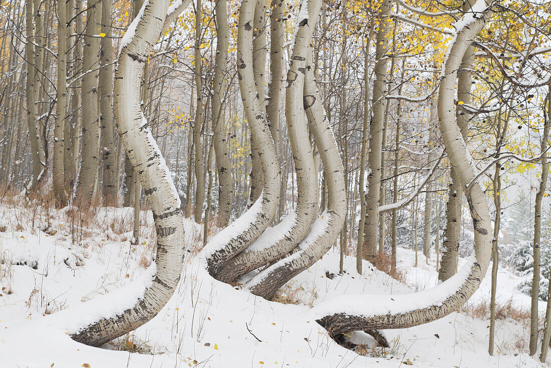 USA, Colorado, Uncompahgre National Forest. Deformed aspen trunks in winter