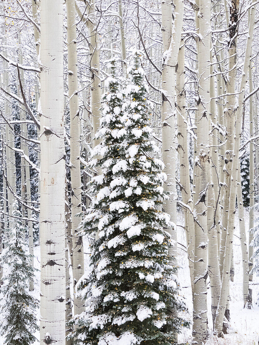 USA, Colorado, Keebler Pass, fresh snow on Aspens and Evergreen trees