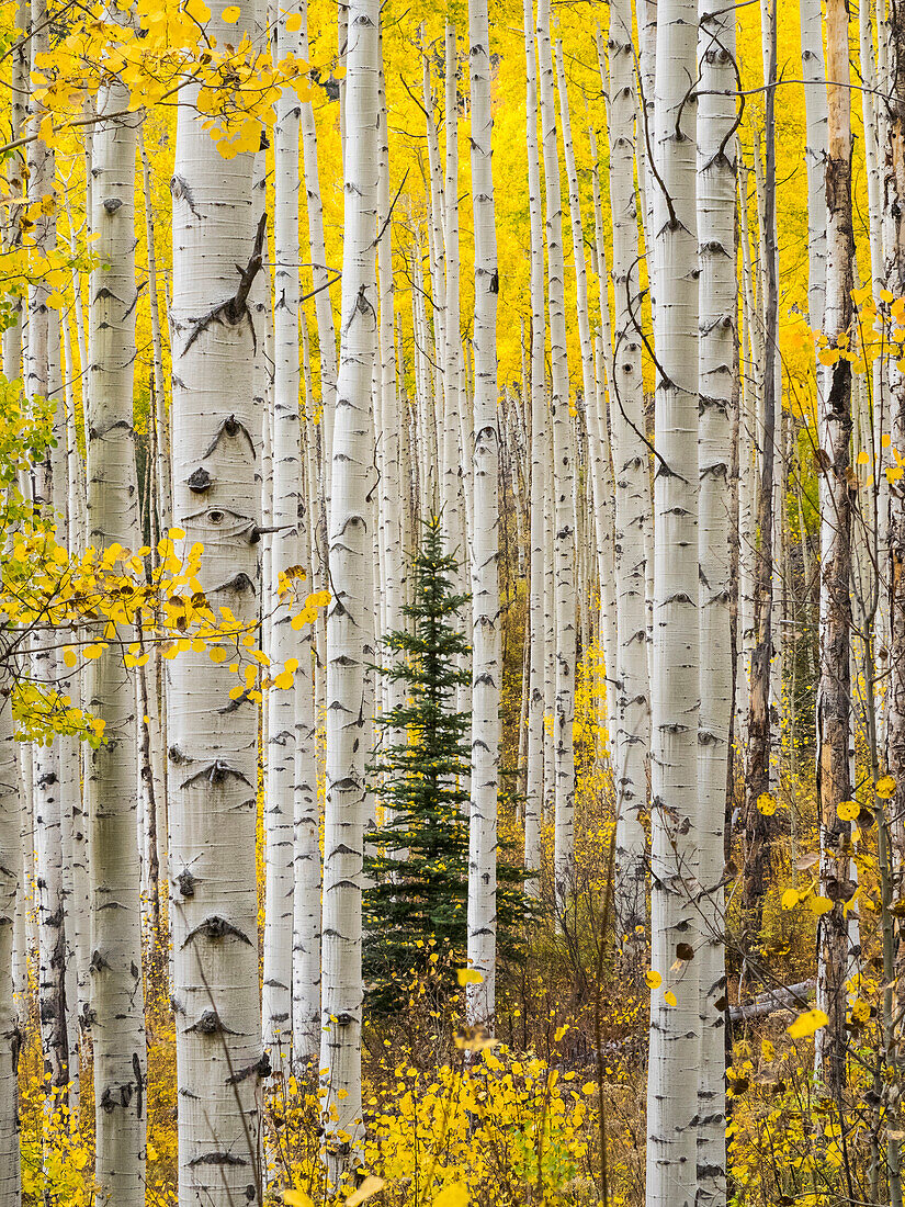 USA, Colorado, Keebler Pass Herbstfarben im Hain von Espen mit einsamen Evergreen