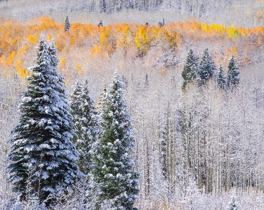 USA, Colorado, Keebler Pass, fresh snow on Aspens with Fall Colors.