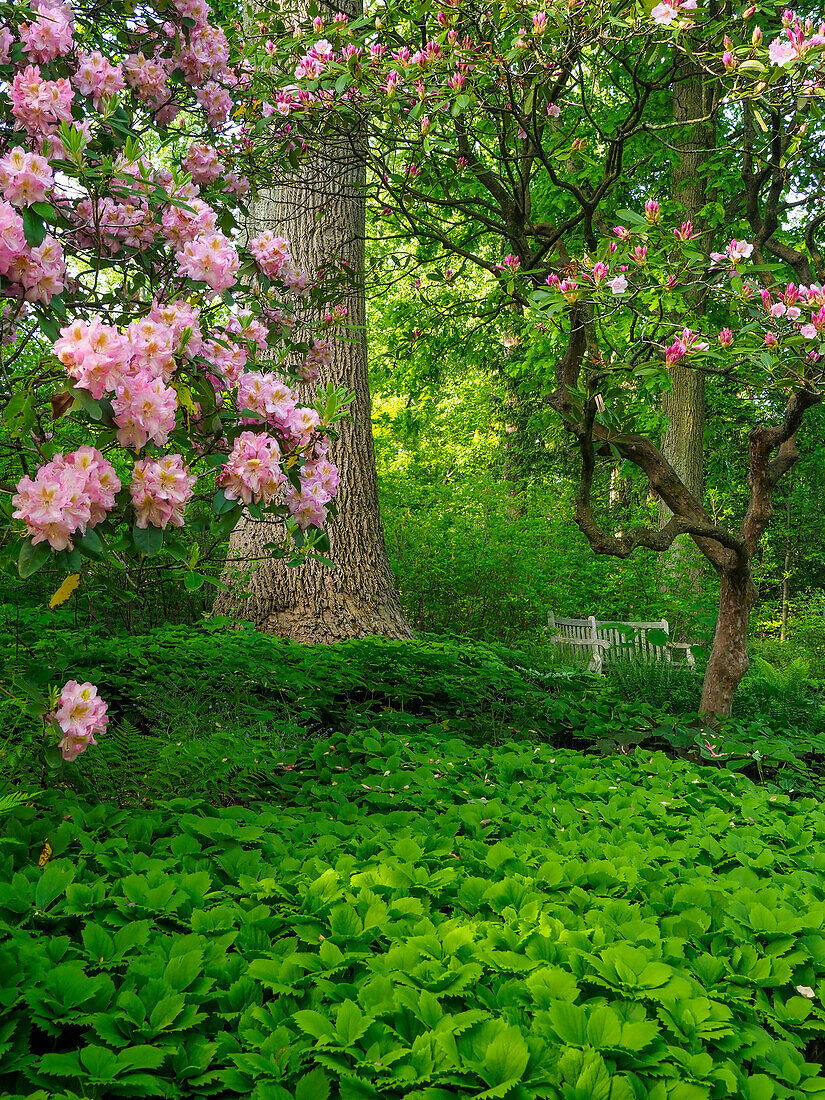 Rhododendrons and trees in a park setting.