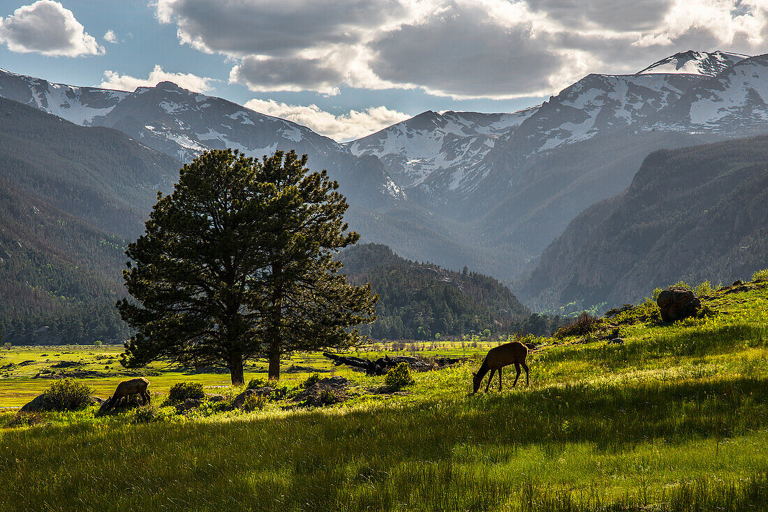Ein einsamer Hirsch grast in der Sicherheit des Rocky Mountain National Park in den Colorado Rocky Mountains