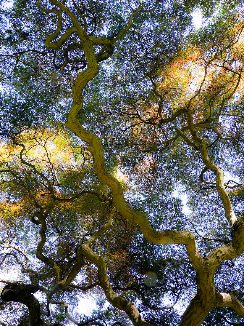 Looking up at the sky through a Japanese maple.