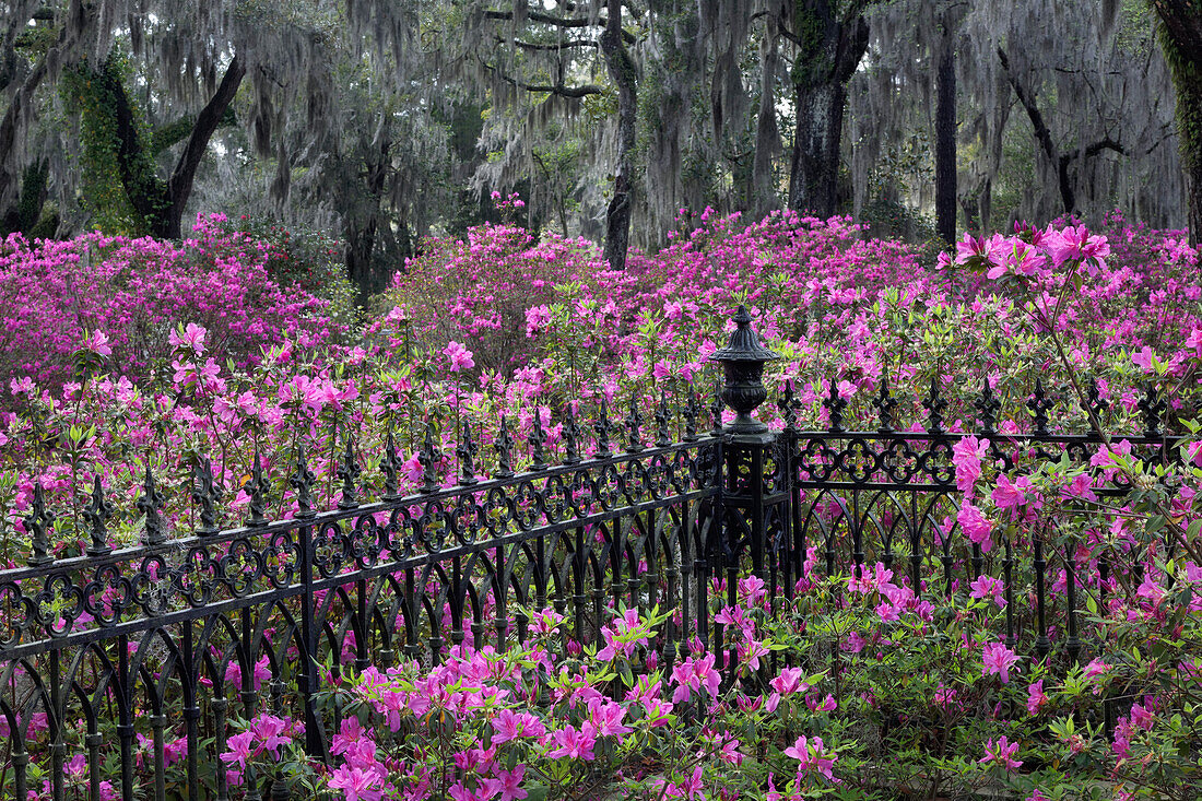 Iron fence and azaleas in full bloom, Bonaventure Cemetery, Savannah, Georgia