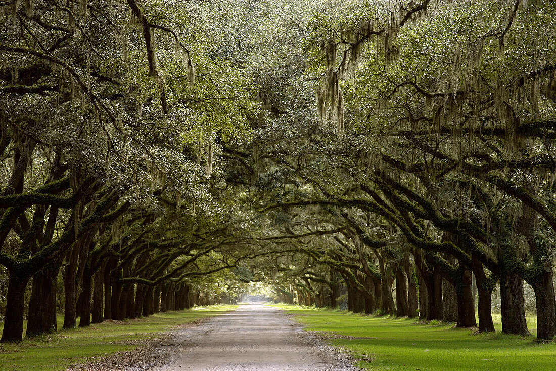 Live Oak Alley, Savannah, Georgia