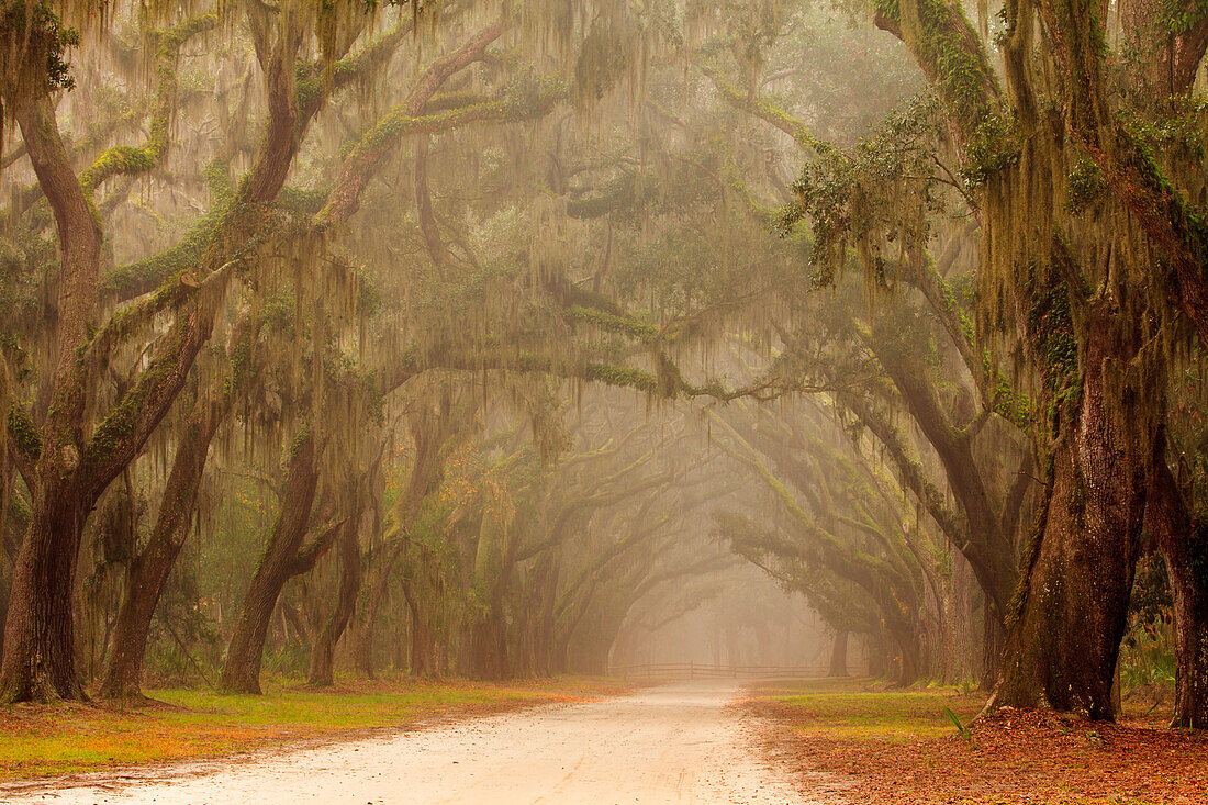USA, Georgia, Savannah. Wormsloe Plantation Drive in the early morning fog.