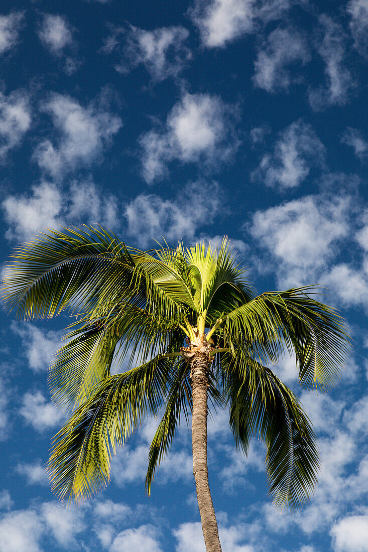 Maui, Hawaii. Palmen mit weißen Wolken und blauem Himmel