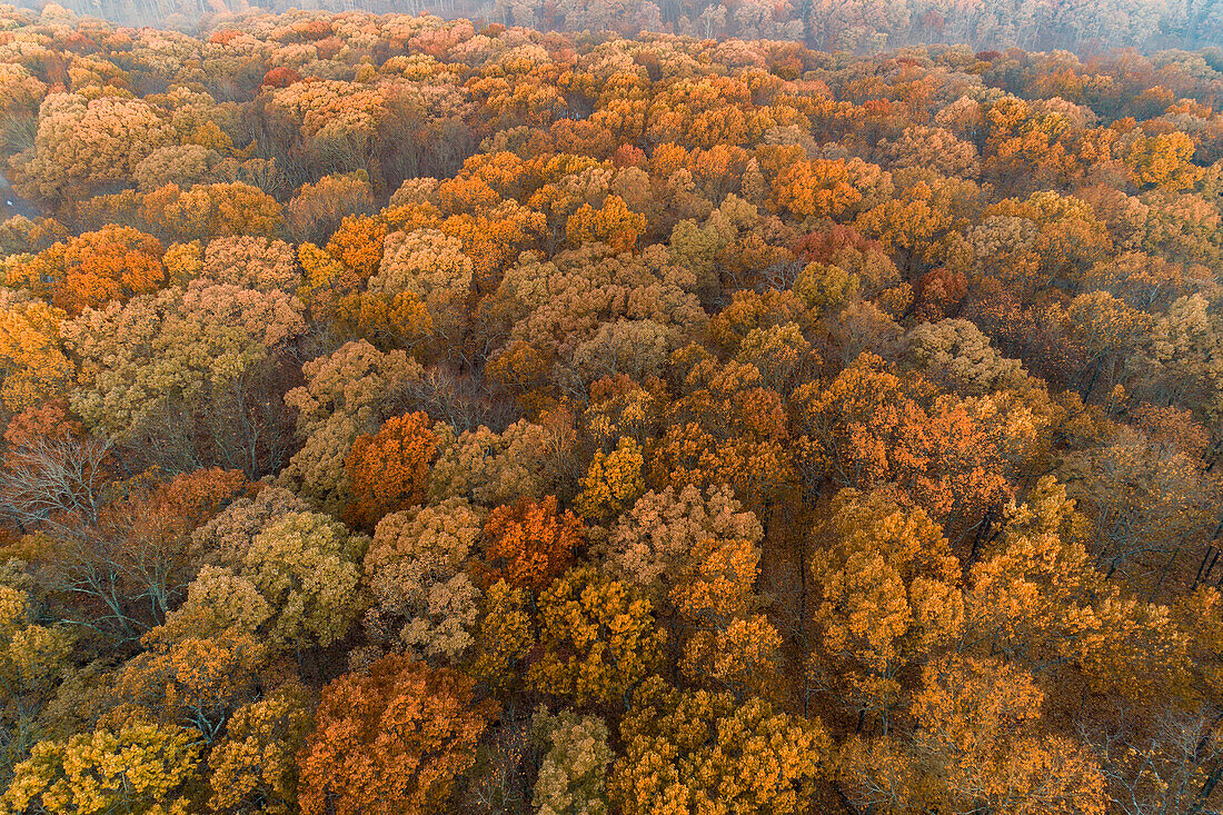 Aerial View of fall Color at sunrise, Marion County, Illinois.