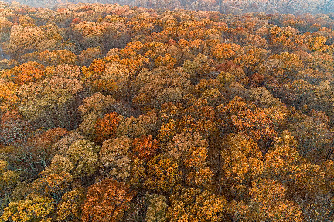 Luftaufnahme der Herbstfarbe bei Sonnenaufgang, Marion County, Illinois.