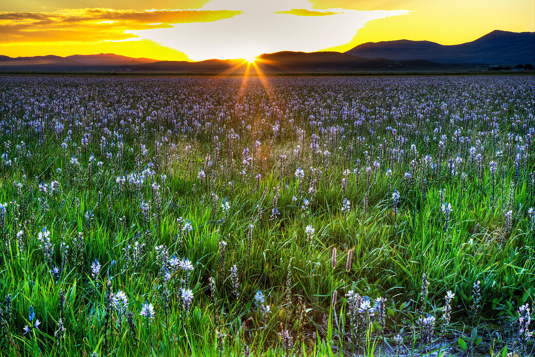 USA, Idaho, Fairfield, Camas Prairie, Sunset in the Camas Prairie