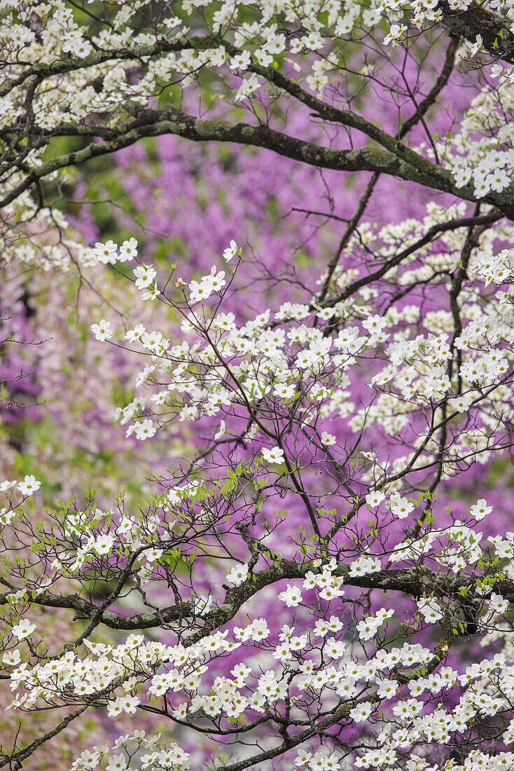 Flowering dogwood tree and distant Eastern redbud, Kentucky