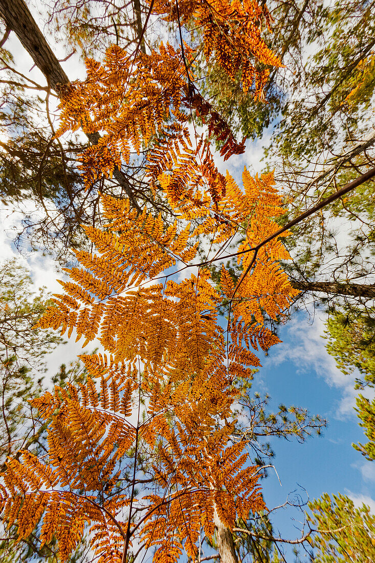 Upward view through ferns in pine forest, Upper Peninsula of Michigan.