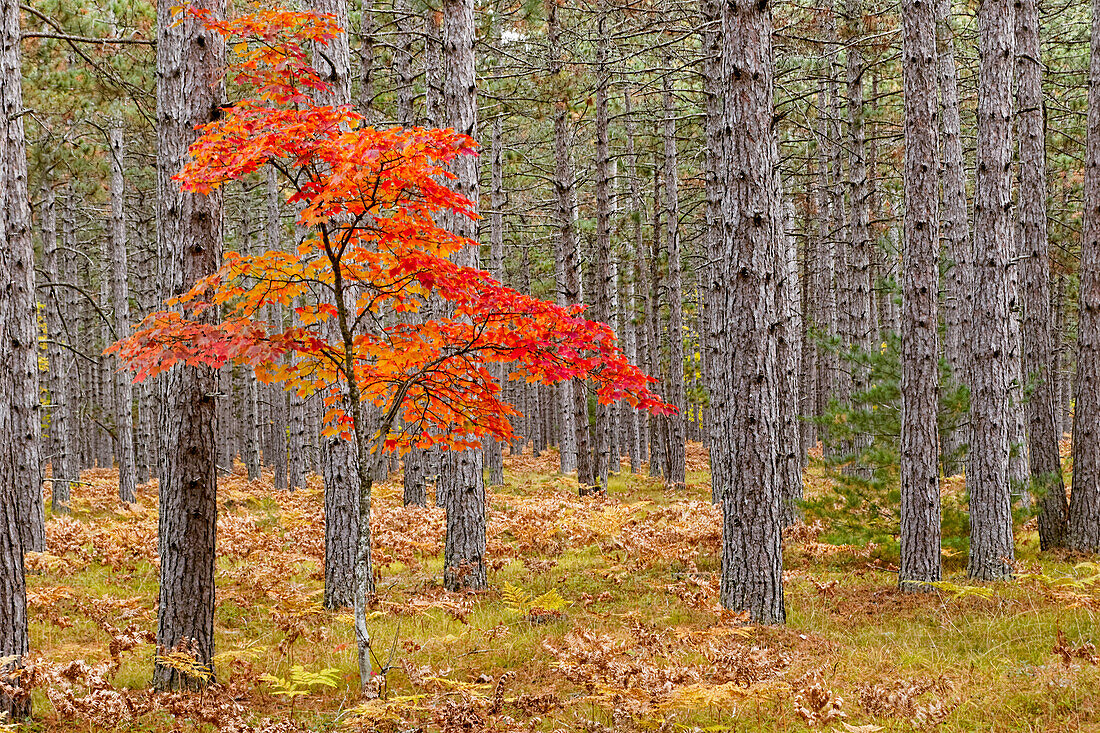 Ahornbaum mit Herbstfarben im Kiefernwald, obere Halbinsel von Michigan.