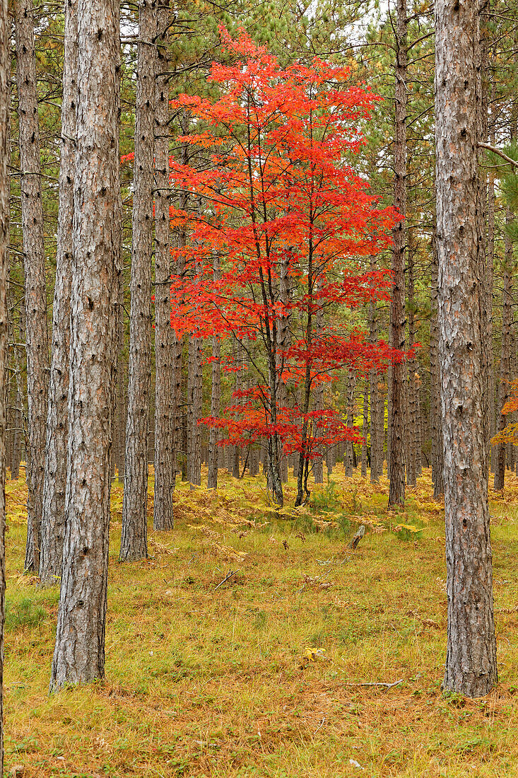 Ahornbäume in Herbstfarben, Hiawatha National Forest, obere Halbinsel von Michigan.