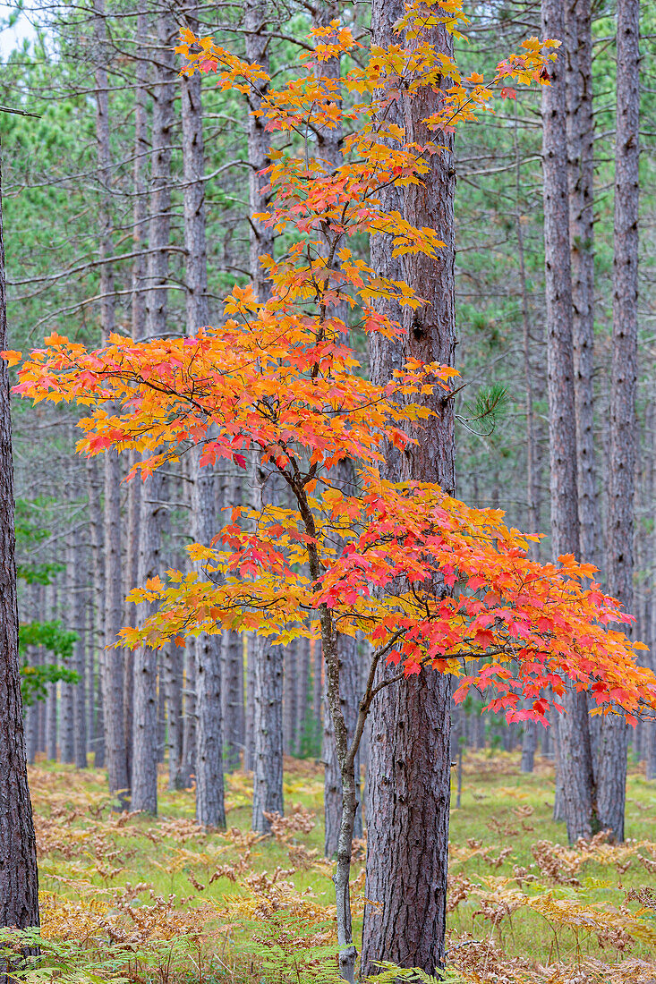 Red Maple tree in pine forest in fall, Alger County, Michigan.