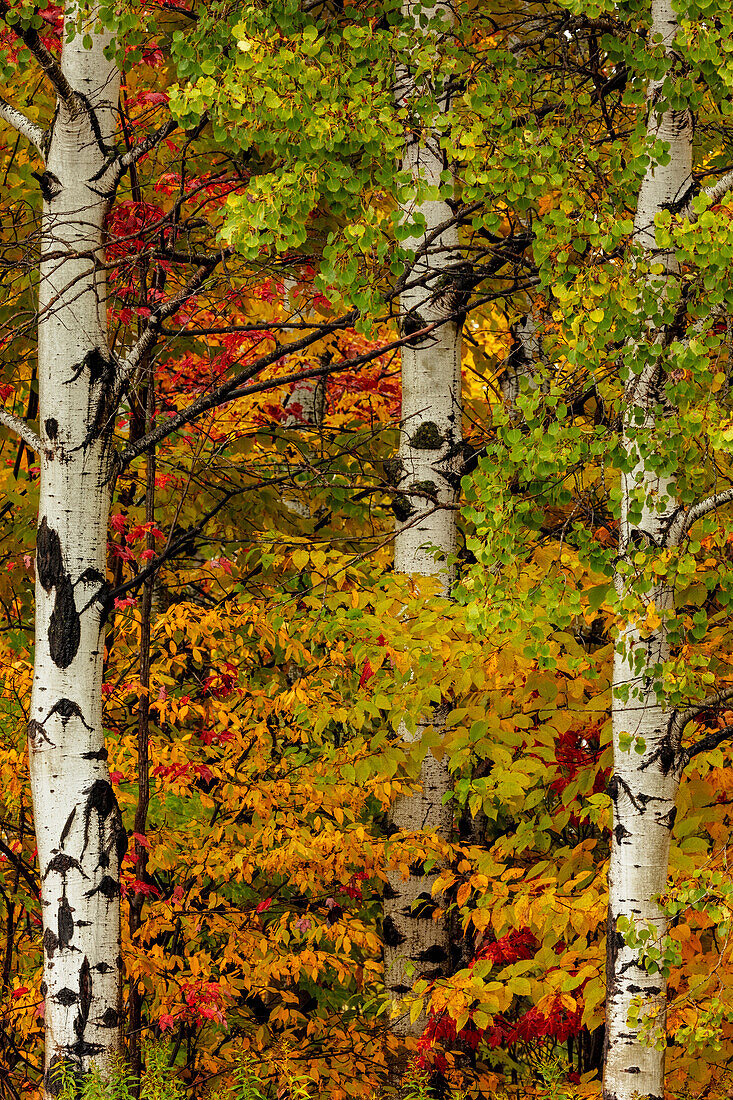 Fall color on the Keweenaw Peninsula in the Upper Peninsula of Michigan, USA