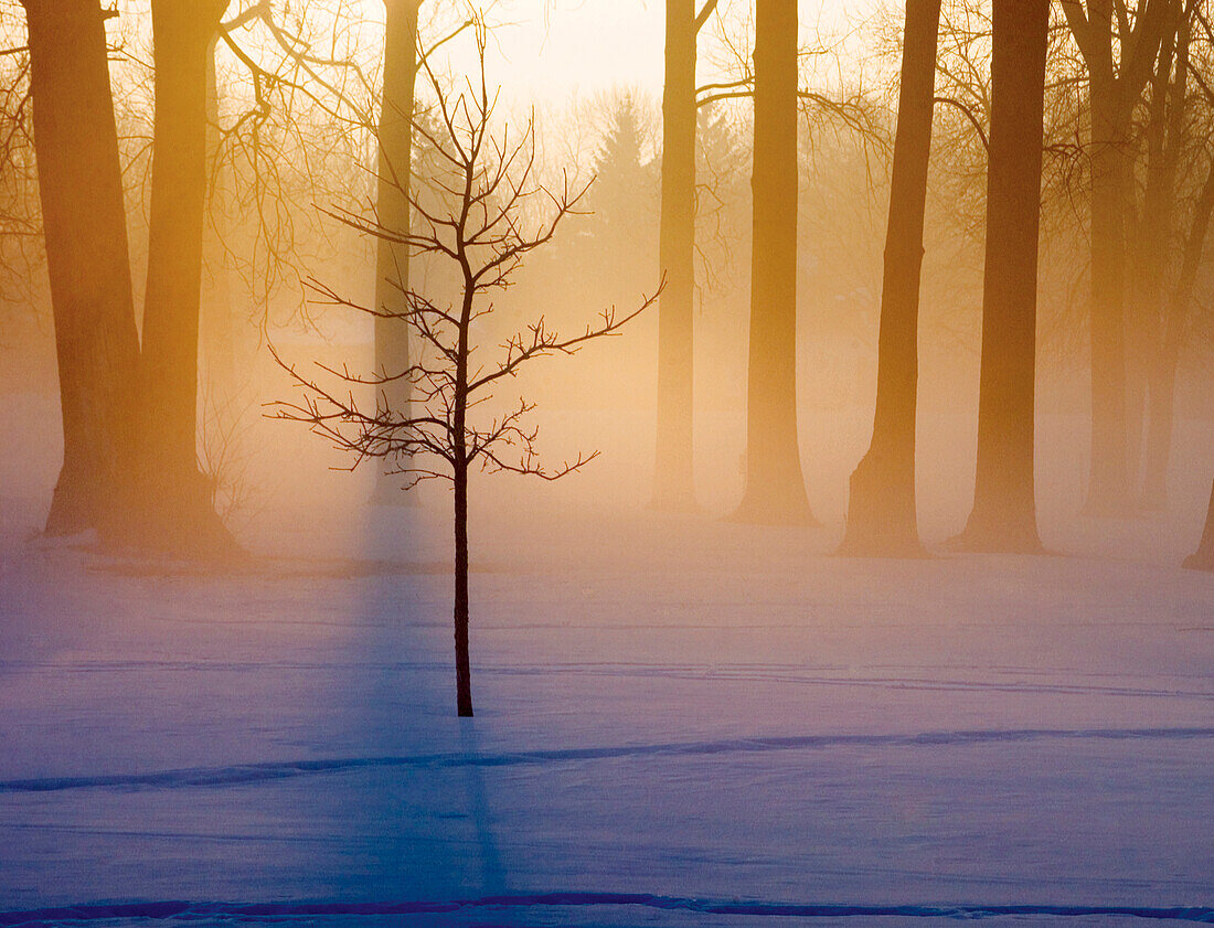 Small tree in sunlight early morning, Michigan