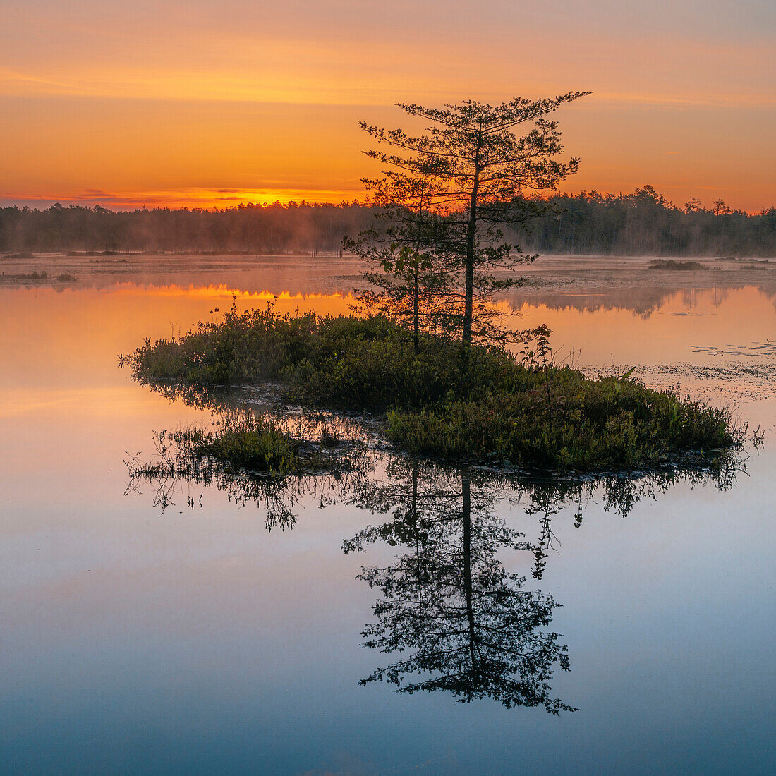 USA, New Jersey, Pinelands National Reserve. Sunrise reflections in marsh.