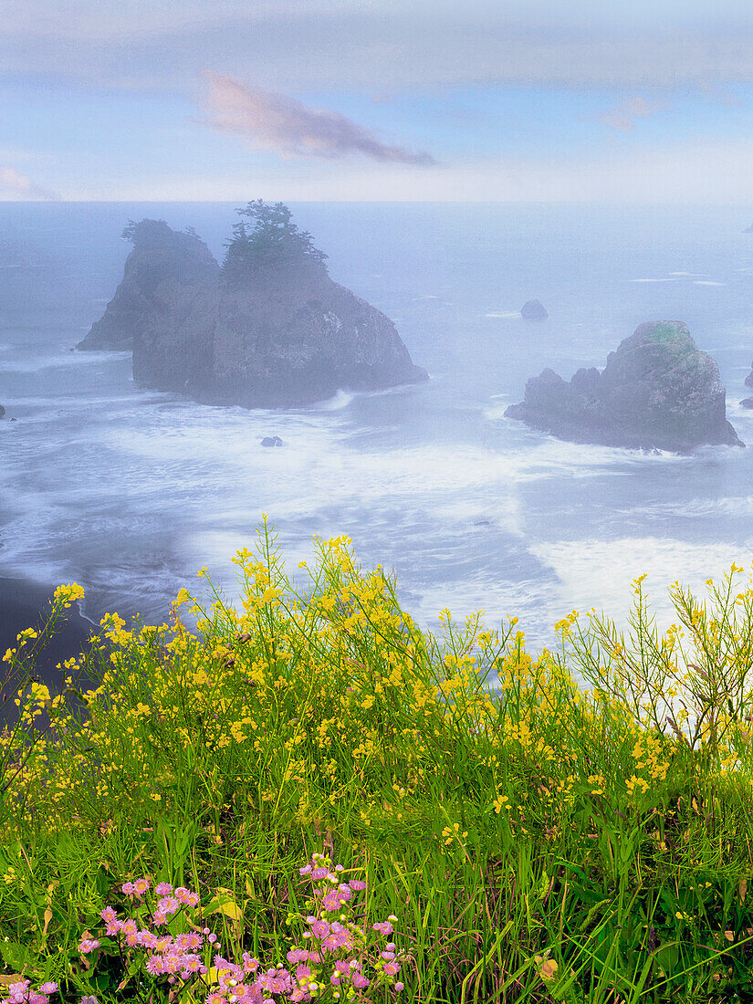 USA, Oregon, Samuel H. Boardman State Park. Wild mustard on cliff above coastline.