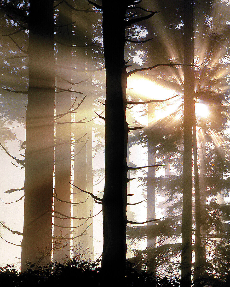 USA, Oregon, Jessie Honeyman State Park. Sonnendurchbruch in Waldbäumen.