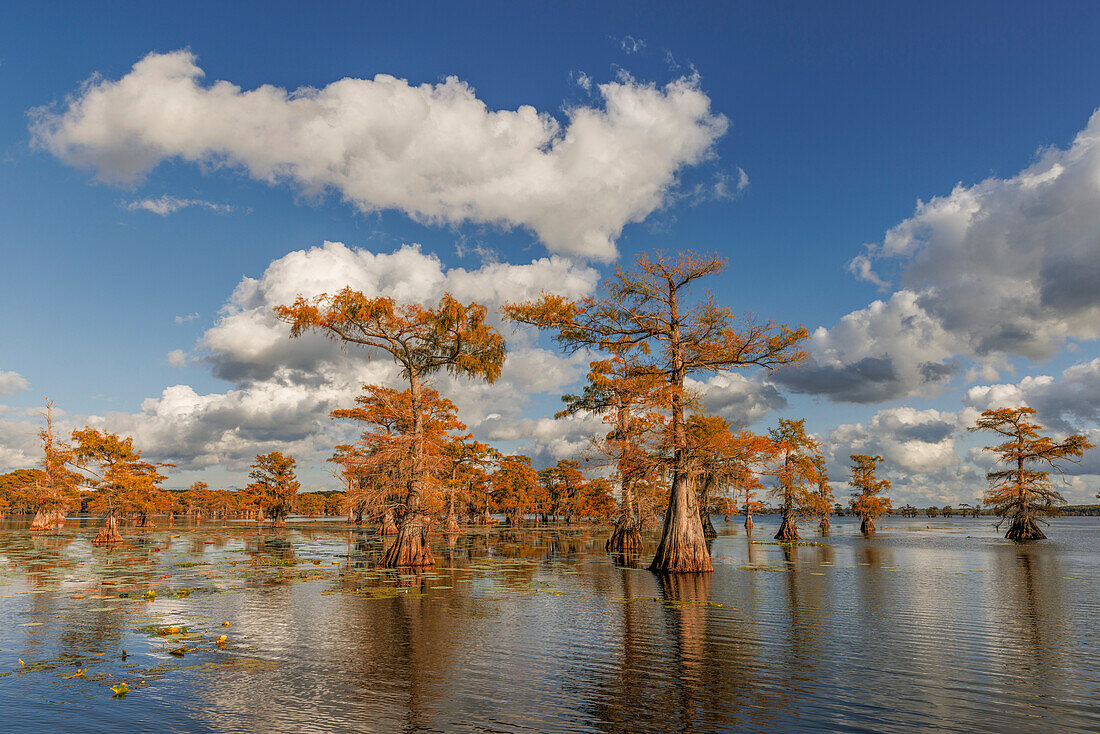Bald cypress trees in autumn reflected on lake. Caddo Lake, Uncertain, Texas