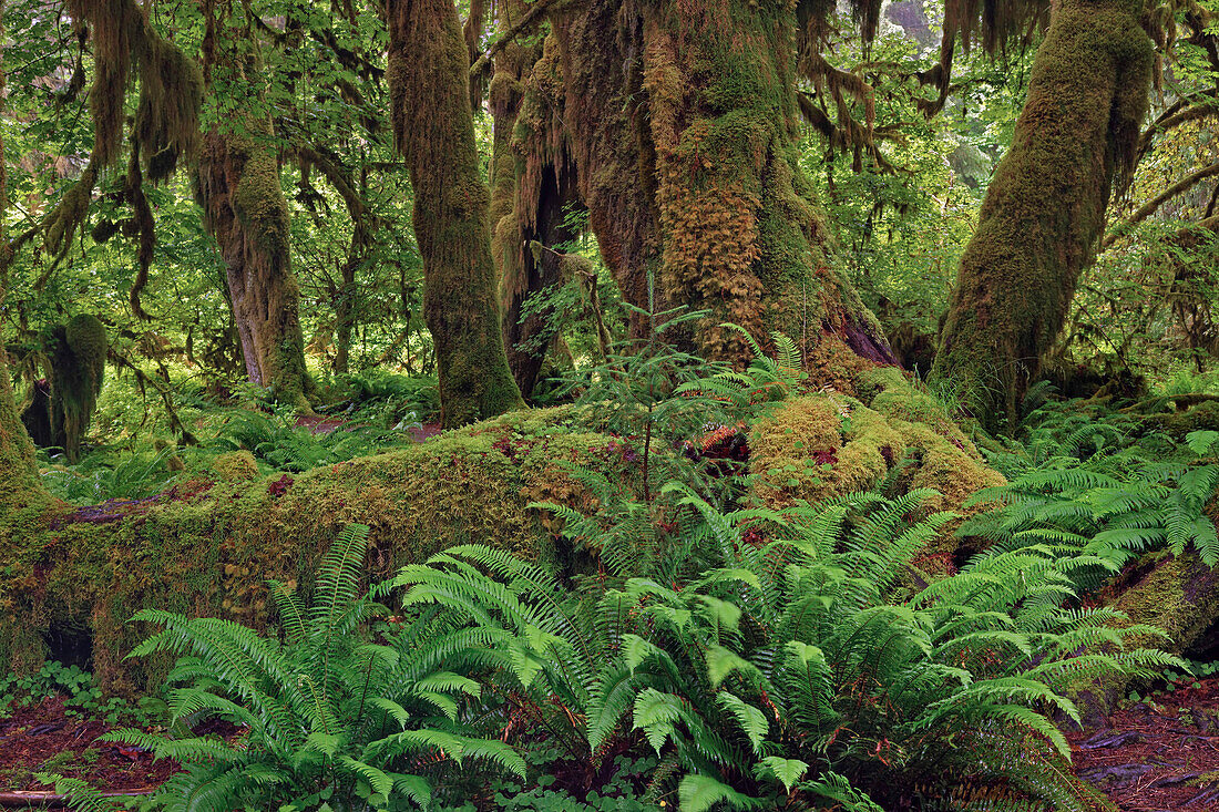 Nurse log and Big Leaf Maple tree draped with Club Moss, Hoh Rainforest, Olympic National Park, Washington State