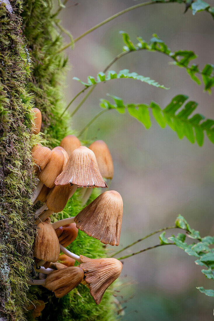 USA, Bundesstaat Washington, Bainbridge Island. Coprinus-Pilze und Süßholzfarne am Baum