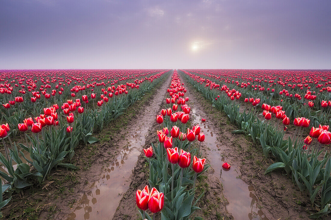 USA, Washington State, Skagit Valley. Rows of red tulips and sky