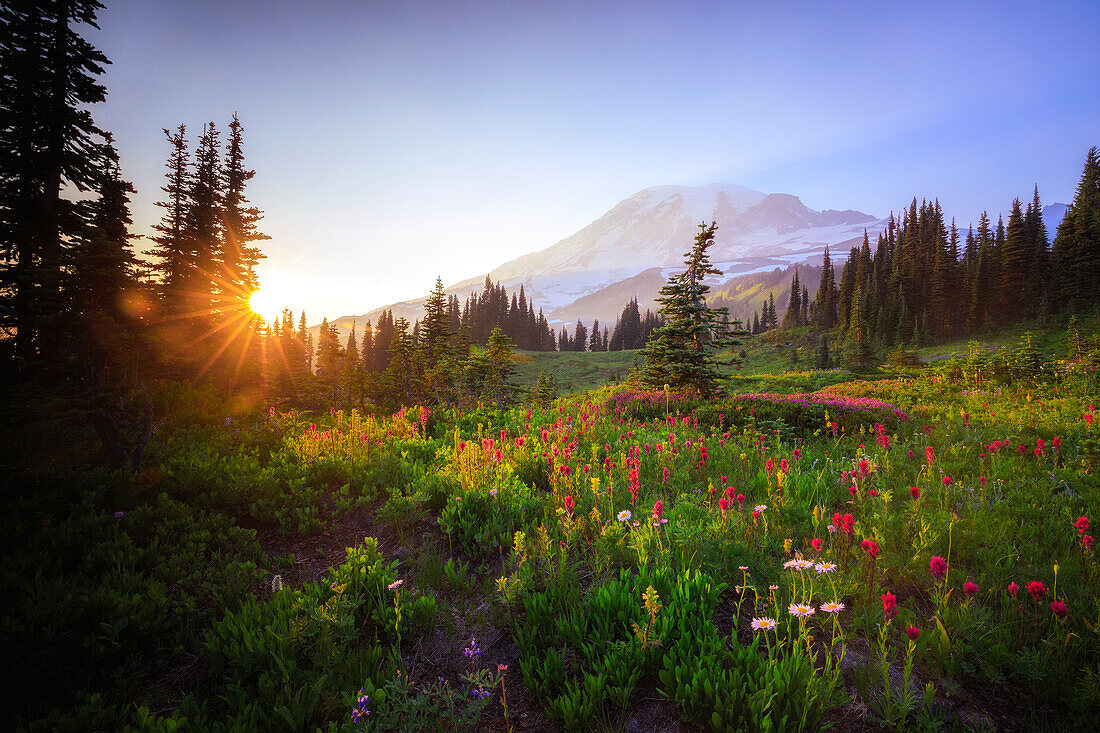 USA, Washington State, Mt Rainier National Park. Sunset on mountain wildflowers