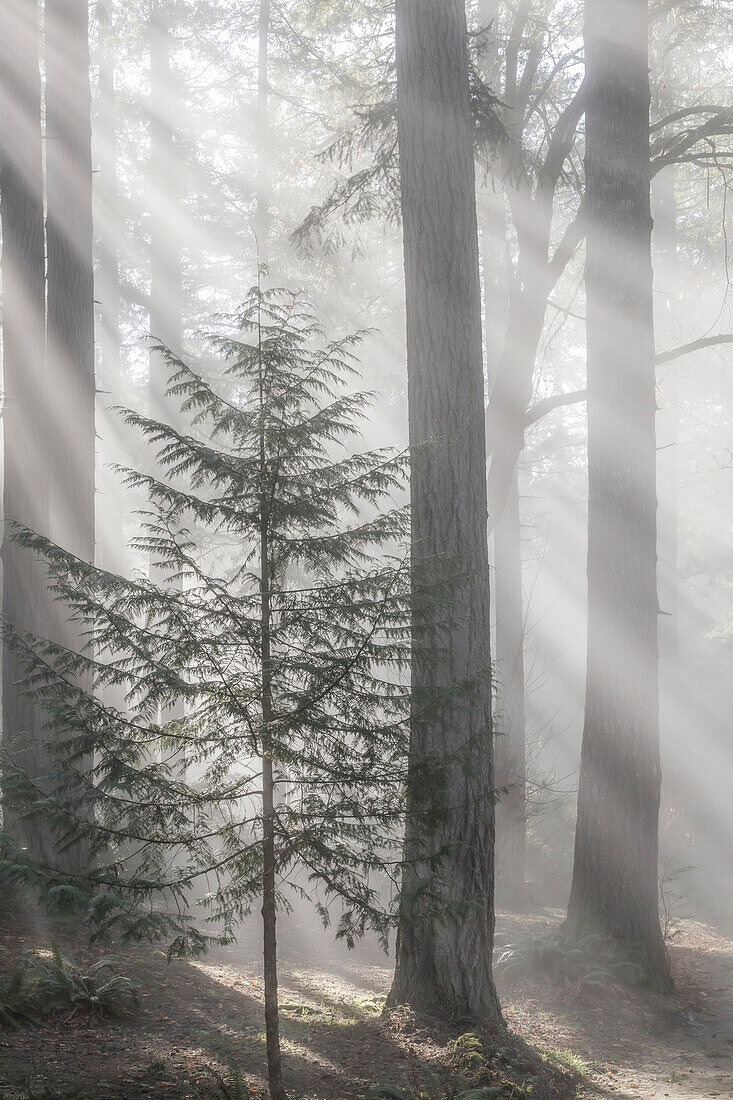 USA, Staat Washington, Seabeck. Gottesstrahlen und Nebel im Wald.
