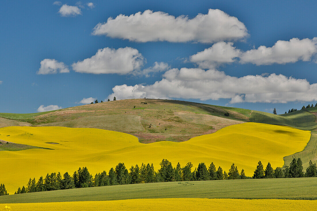 Rapsfelder mit Pinien in der Nähe von Kamak Butte, Eastern Washington