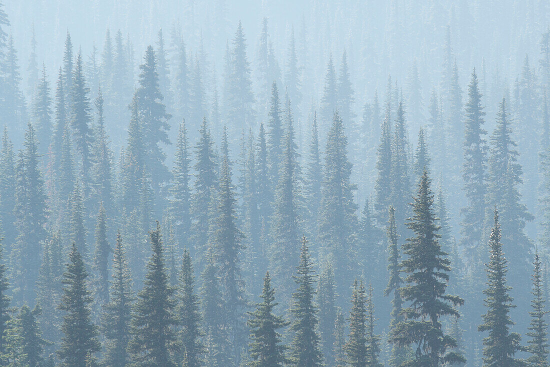 USA. Mt. Rainier-Nationalpark. Rauch von Bränden im US-Bundesstaat Washington zieht durch Nadelbäume im Mt. Rainier NP.