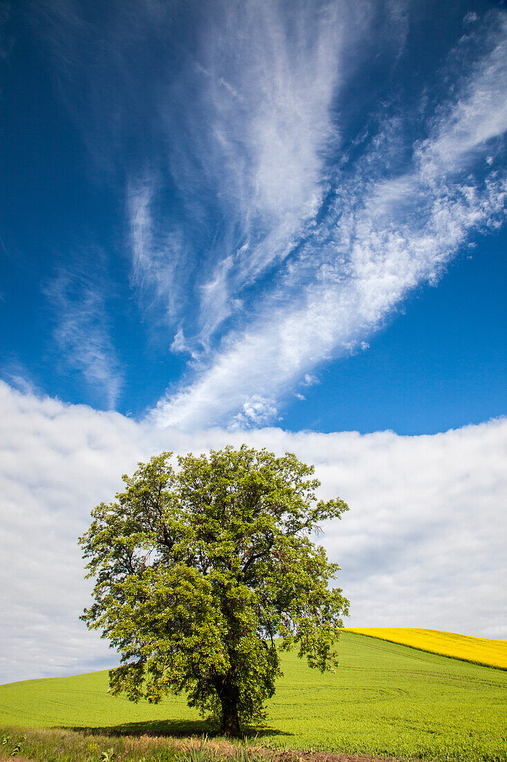 USA, Washington State, Palouse. Lone tree in a field of wheat with canola in the background.