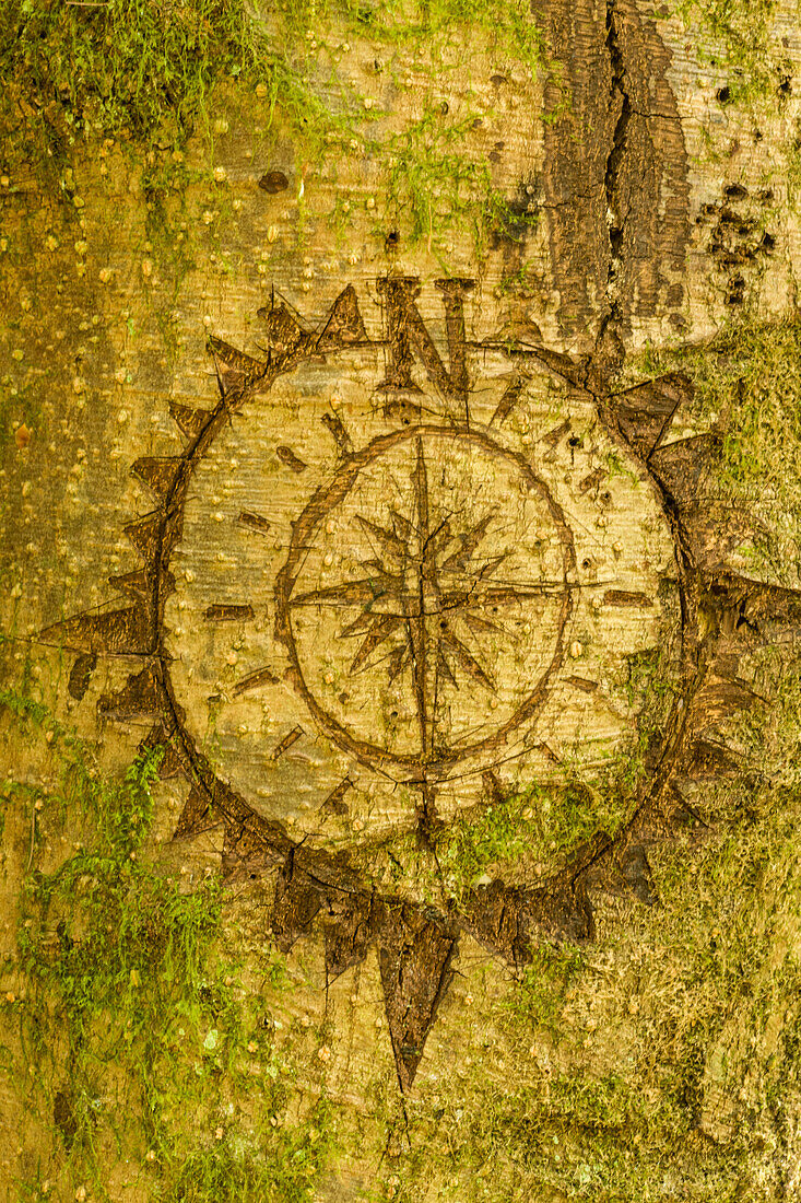 Issaquah, Washington State, USA. Carving of a compass on a moss-covered tree.