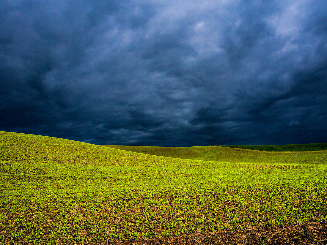 USA, Washington State, Palouse, Spring Field of Peas With Storm Coming