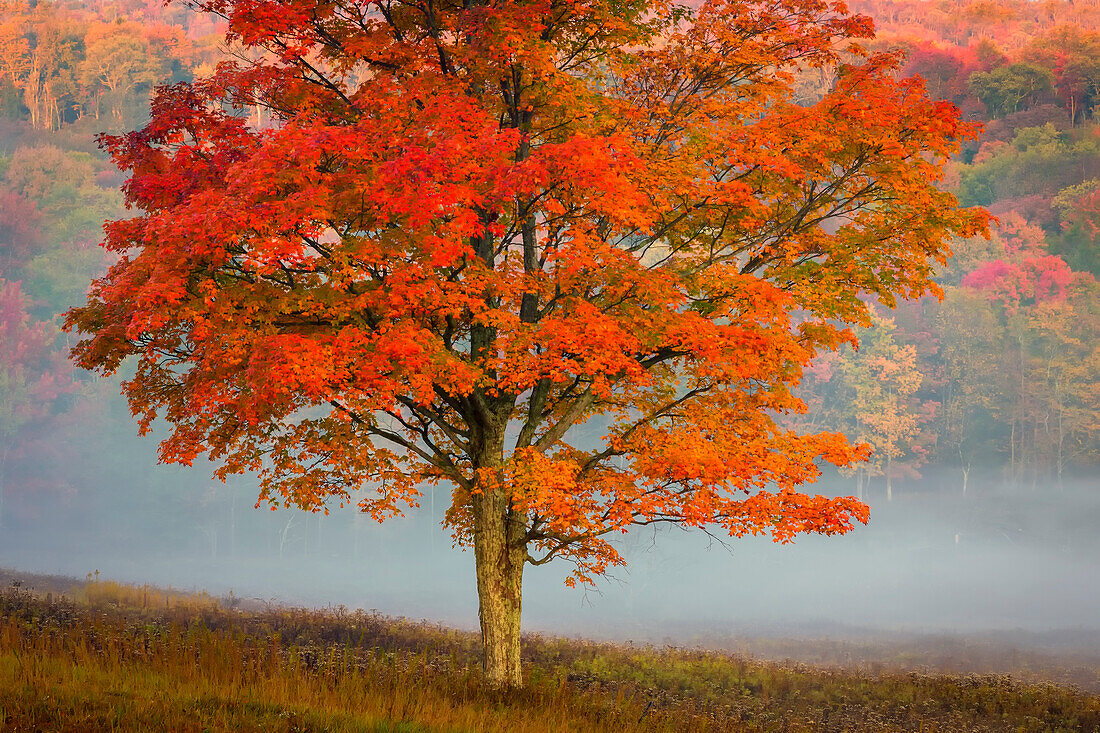 USA, West Virginia, Canaan Valley State Park. Lone tree and forest in fog