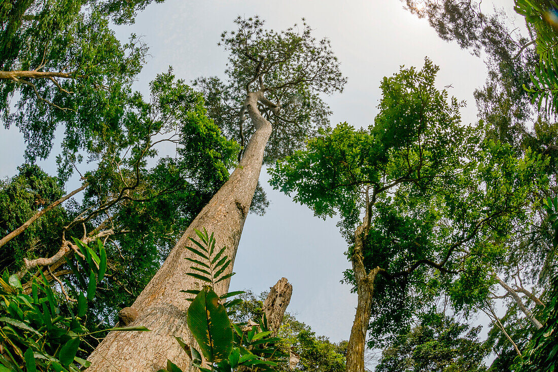 Inneres des Marantaceae-Waldes. Odzala-Kokoua-Nationalpark. Region Cuvette-Ouest. Republik Kongo
