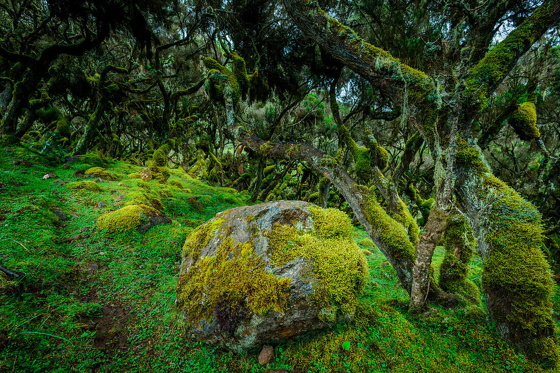 Der Harenna-Wald. Bale-Mountains-Nationalpark. Äthiopien.