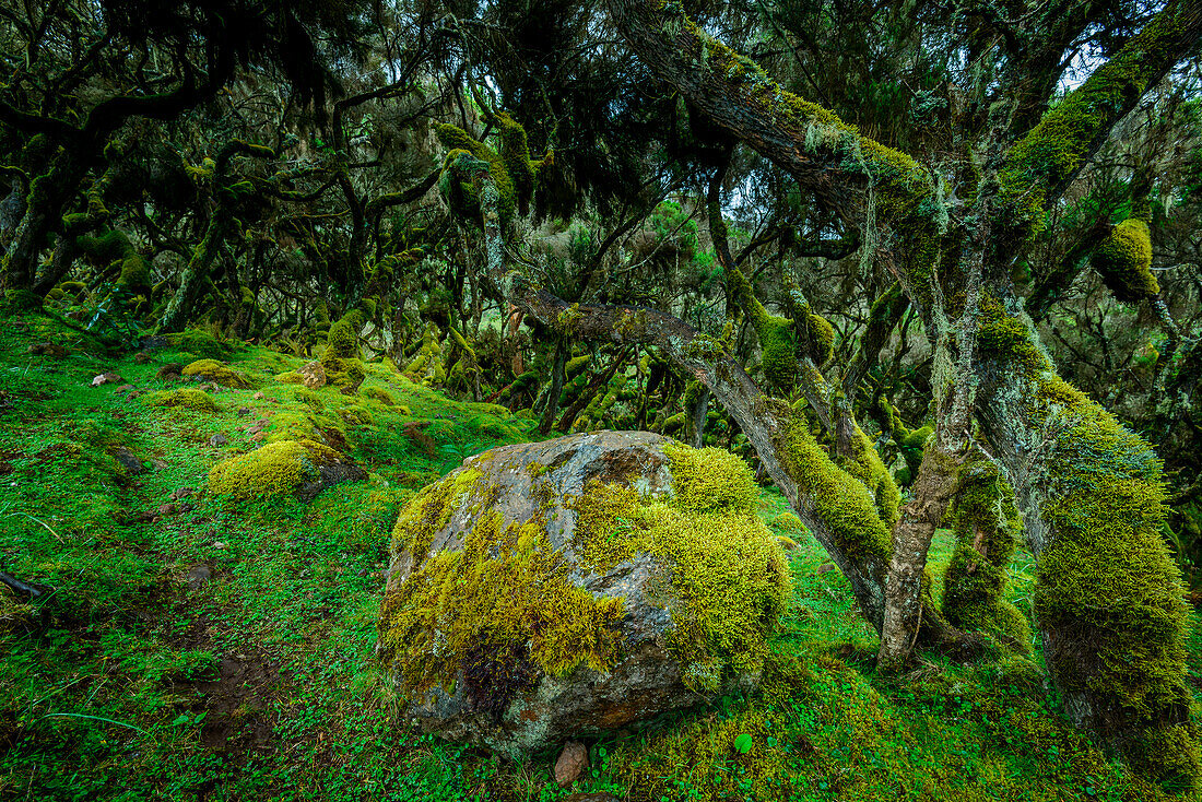 The Harenna forest. Bale Mountains National Park. Ethiopia.