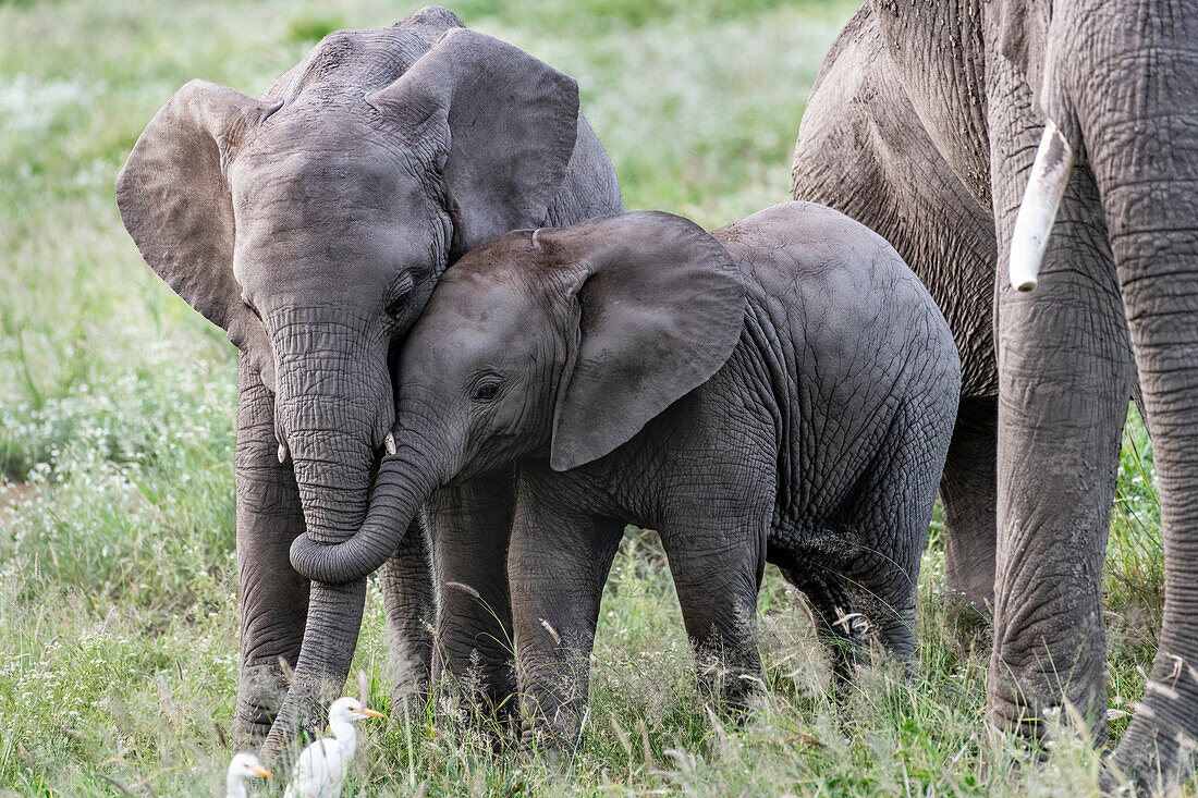 Afrika, Kenia, Amboseli-Nationalpark. Nahaufnahme eines jungen Elefanten
