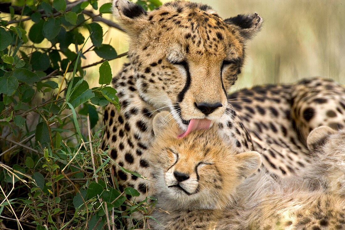 Kenya, Masai Mara National Reserve. Cheetah mother grooming cub.
